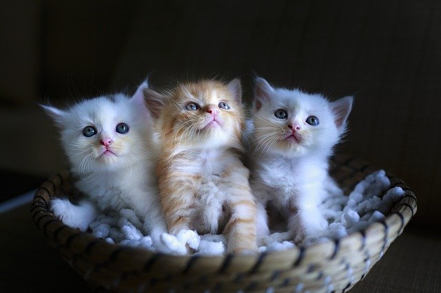 Giải Mã Giấc Mơ Thấy 3 Con Mèo